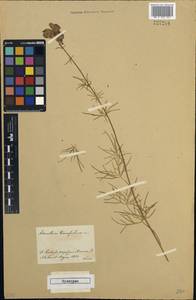 Aconitum macrorhynchum Turcz. ex Ledeb., Siberia, Baikal & Transbaikal region (S4) (Russia)