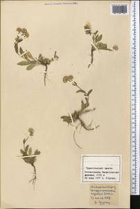 Erigeron, Middle Asia, Pamir & Pamiro-Alai (M2) (Tajikistan)