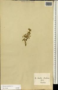 Polycarpon tetraphyllum, Africa (AFR) (Portugal)