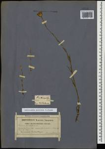 Petrorhagia prolifera (L.) P. W. Ball & Heywood, Caucasus, Georgia (K4) (Georgia)