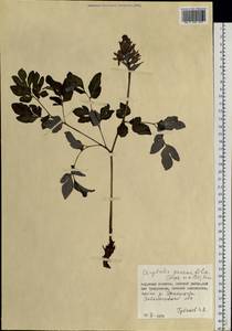 Corydalis paeoniifolia (Steph.) Pers., Siberia, Russian Far East (S6) (Russia)