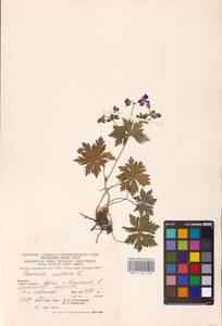 Geranium pratense L., Eastern Europe, West Ukrainian region (E13) (Ukraine)