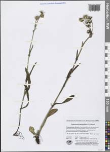 Tephroseris integrifolia (L.) Holub, Eastern Europe, Northern region (E1) (Russia)