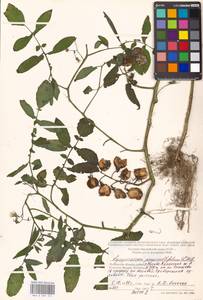 Solanum lycopersicum L., Eastern Europe, Moscow region (E4a) (Russia)