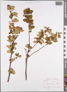 Betula humilis Schrank, Eastern Europe, Central region (E4) (Russia)
