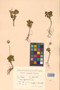 Geum pentapetalum (L.) Makino, Siberia, Russian Far East (S6) (Russia)