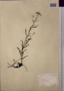 Bupleurum scorzonerifolium Willd., Siberia, Russian Far East (S6) (Russia)