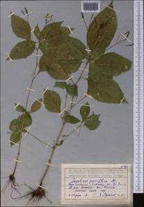 Impatiens parviflora, Middle Asia, Northern & Central Tian Shan (M4) (Kazakhstan)