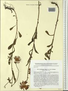 Leucanthemum vulgare Lam., Siberia, Baikal & Transbaikal region (S4) (Russia)