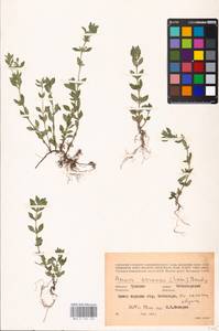 MHA 0 156 560, Clinopodium acinos (L.) Kuntze, Eastern Europe, Middle Volga region (E8) (Russia)