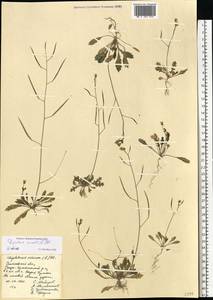Diplotaxis muralis (L.) DC., Eastern Europe, Middle Volga region (E8) (Russia)