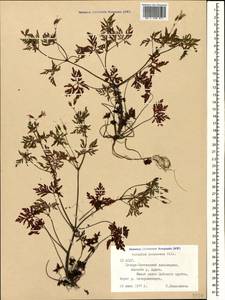 Geranium purpureum Vill., Caucasus, North Ossetia, Ingushetia & Chechnya (K1c) (Russia)