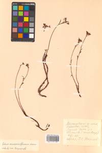 Phedimus middendorfianus subsp. middendorfianus, Siberia, Russian Far East (S6) (Russia)