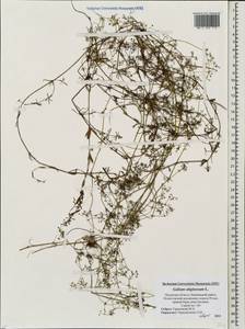 Galium uliginosum L., Eastern Europe, North-Western region (E2) (Russia)