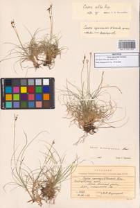 Carex alba Scop., Siberia, Russian Far East (S6) (Russia)