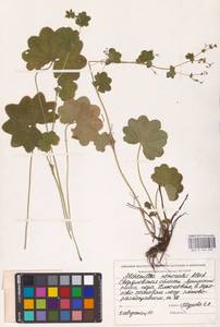Alchemilla nemoralis Alechin, Eastern Europe, Eastern region (E10) (Russia)