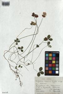 KUZ 000 754, Trifolium repens L., Siberia, Altai & Sayany Mountains (S2) (Russia)