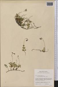 Linnaea borealis L., America (AMER) (Greenland)