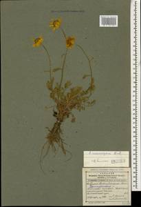 Archanthemis marschalliana subsp. sosnovskyana (Fed.) Lo Presti & Oberpr., Caucasus, Dagestan (K2) (Russia)