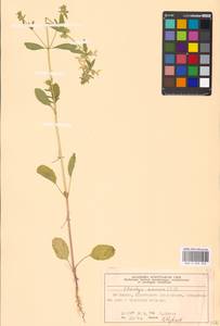 Stachys annua (L.) L., Eastern Europe, Moscow region (E4a) (Russia)