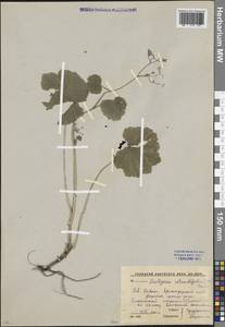 Pimpinella tripartita Kalen., Caucasus, Krasnodar Krai & Adygea (K1a) (Russia)