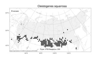 Cleistogenes squarrosa (Trin.) Keng, Atlas of the Russian Flora (FLORUS) (Russia)