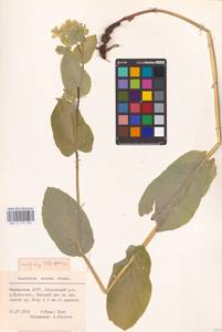 Bupleurum aureum Fisch., Eastern Europe, Eastern region (E10) (Russia)