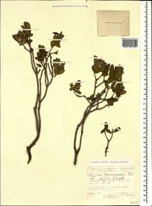 Daphne oleoides subsp. transcaucasica (Pobed.) Halda, Caucasus, Turkish Caucasus (NE Turkey) (K7) (Turkey)