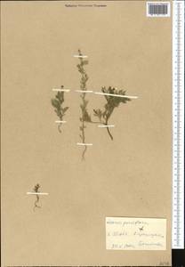 Adonis vernalis L., Middle Asia, Western Tian Shan & Karatau (M3) (Kyrgyzstan)