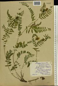 Astragalus cicer L., Eastern Europe, Central forest-and-steppe region (E6) (Russia)