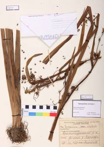 Sparganium erectum L., Siberia, Altai & Sayany Mountains (S2) (Russia)