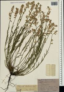 Polygala anatolica Boiss. & Heldr., Crimea (KRYM) (Russia)