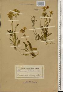 Polemonium boreale Adams, Mongolia (MONG) (Mongolia)