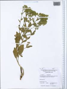 Lepidium latifolium L., Siberia, Baikal & Transbaikal region (S4) (Russia)