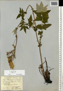 Filipendula ulmaria subsp. picbaueri (Podp.) Smejkal, Eastern Europe, Eastern region (E10) (Russia)