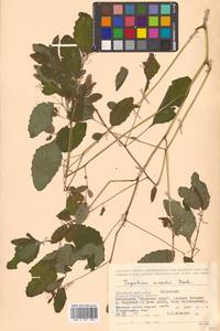 Impatiens maackii Hook. ex Kom., Siberia, Russian Far East (S6) (Russia)