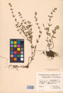 MHA 0 156 552, Clinopodium acinos (L.) Kuntze, Eastern Europe, West Ukrainian region (E13) (Ukraine)