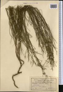 Chondrilla leiosperma Kar. & Kir., Middle Asia, Northern & Central Tian Shan (M4) (Kazakhstan)
