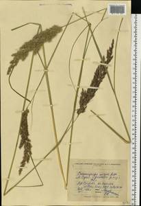 Calamagrostis epigejos (L.) Roth, Eastern Europe, North Ukrainian region (E11) (Ukraine)