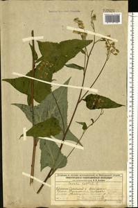 Parasenecio hastatus (L.) H. Koyama, Eastern Europe, Volga-Kama region (E7) (Russia)