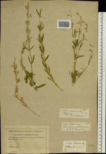 Silene tatarica (L.) Pers., Eastern Europe, North-Western region (E2) (Russia)