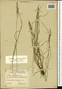 Festuca orientalis (Boiss.) B.Fedtsch., Crimea (KRYM) (Russia)