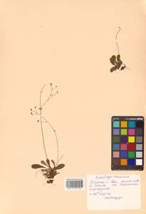 Micranthes staminosa (Schlothg. & Vorosch.) Tkach, Siberia, Russian Far East (S6) (Russia)