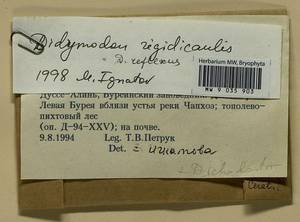 Geheebia ferruginea (Schimp. ex Besch.) R.H. Zander, Bryophytes, Bryophytes - Russian Far East (excl. Chukotka & Kamchatka) (B20) (Russia)