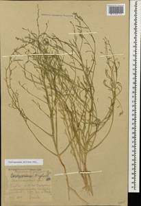 Corispermum nitidum Kit. ex Schult., Caucasus, Stavropol Krai, Karachay-Cherkessia & Kabardino-Balkaria (K1b) (Russia)