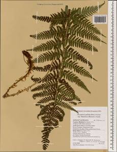 Dryopteris pallida subsp. libanotica (Rosenst.) E. Nardi, South Asia, South Asia (Asia outside ex-Soviet states and Mongolia) (ASIA) (Cyprus)