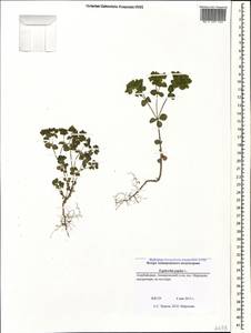 Euphorbia peplus L., Caucasus, Azerbaijan (K6) (Azerbaijan)