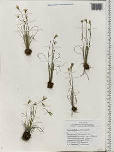 Gagea bulbifera (Pall.) Salisb., Eastern Europe, Middle Volga region (E8) (Russia)