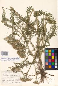 Achillea pannonica Scheele, Eastern Europe, Moscow region (E4a) (Russia)