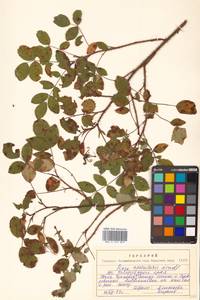 Rosa acicularis Lindl., Siberia, Russian Far East (S6) (Russia)